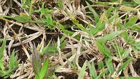 Green grass grows wild on the ground Stock Footage 305042065