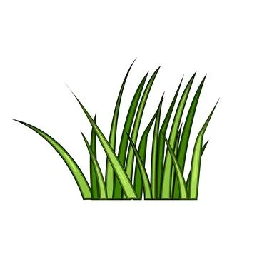 Green grass growth isolated on white background Stock Illustration