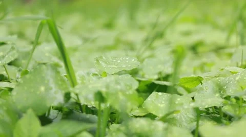 Green grass in a gutter.mp4 Video stock 65465866