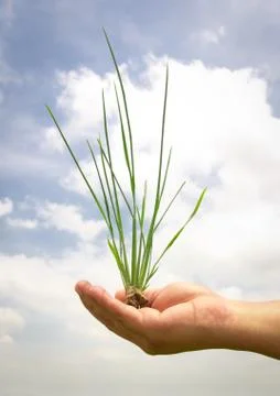 Green grass in hand Stock Photos