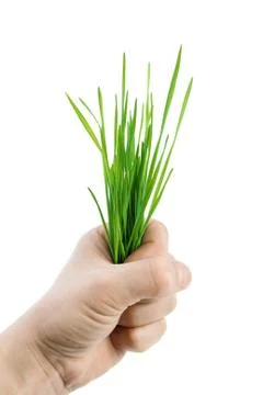 Green grass in the hand Stock Photos