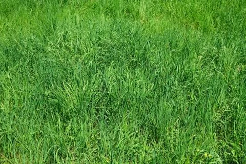 Green grass as herbal texture Foto stock