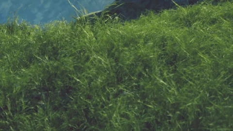 Green grass on a hill with mountains in the background during the daytime Stock Footage 344301512
