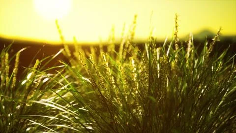 Green grass on hills at sunset Stock Illustration