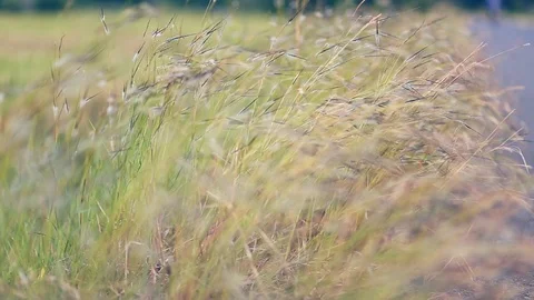 Green grass hit the wind Stock Footage 106320129
