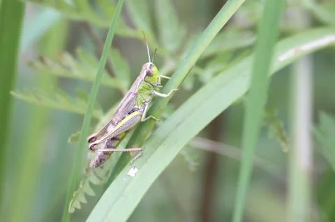 Green grass hopper Stock Photos