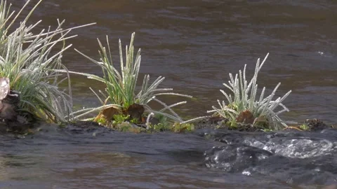 Green grass with  ice on the river Stock Footage 280912768