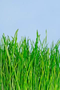 Green grass Stock Illustration