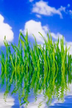 Green grass Stock Illustration