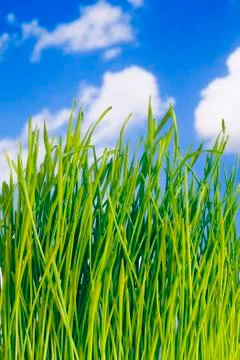 Green grass Stock Illustration