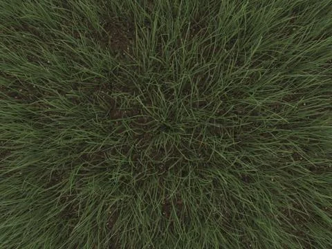 Green grass Stock Illustration