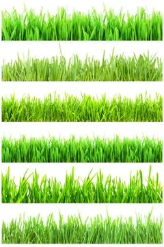 Green grass Stock Illustration