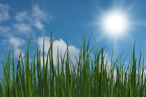 Green grass Stock Illustration