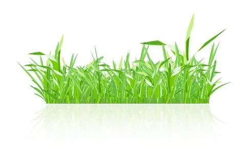 Green grass Stock Illustration