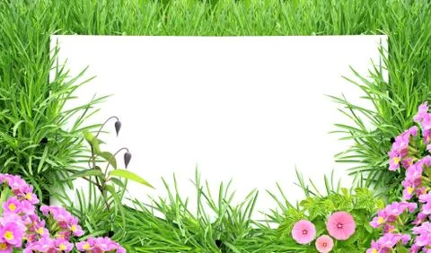 Green grass Stock Illustration