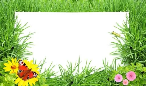 Green grass Stock Illustration