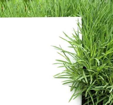 Green grass Illustrazione stock