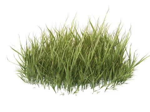 Green grass Stock Illustration