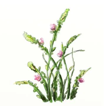 Green grass Stock Illustration