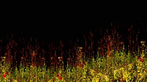 Green Grass isolated with alpha mask, Stock Footage 93713828