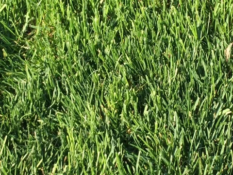 Green Grass Isolated Видео 76044352