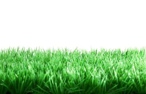Green grass isolated Stock Photos