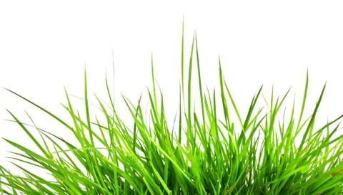 Green grass isolated Stock Photos