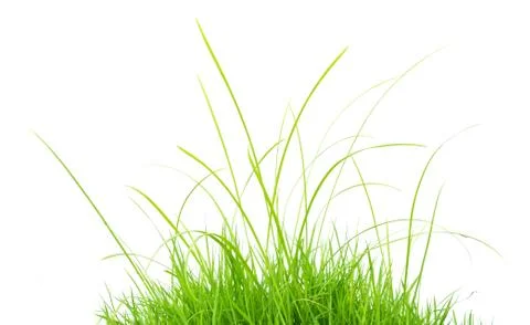 Green grass isolated Foto stock