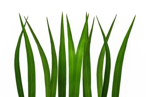 Green grass isolated Stock Photos