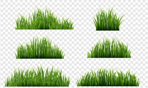 Green Grass Isolated Transparent Background Stock Illustration