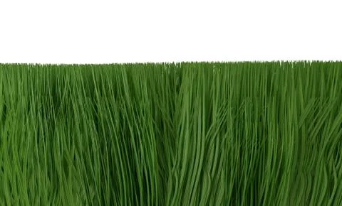Green grass isolated on white 3d illustration Stock Illustration