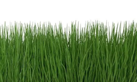Green grass isolated on white 3d illustration Stock Illustration
