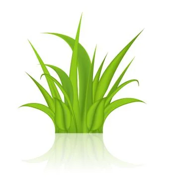 Green grass isolated on white background Stock Illustration