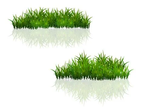 Green grass isolated on white background Stock Illustration