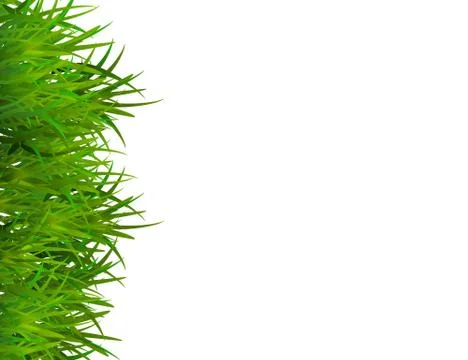 Green grass isolated on white background with space for text. Stock Illustration