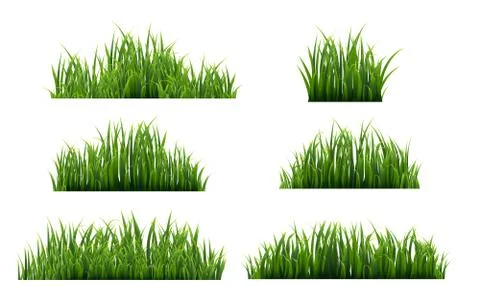 Green Grass Isolated White Background Stock Illustration