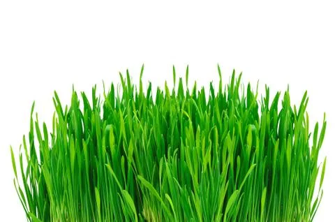 Green grass isolated on white background Stockfoto's