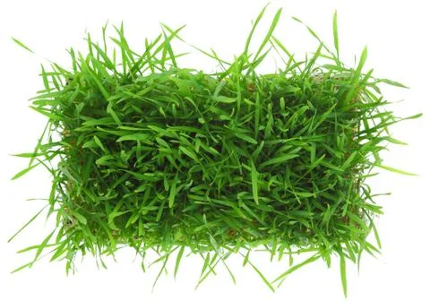 Green grass isolated on white background Stock Photos