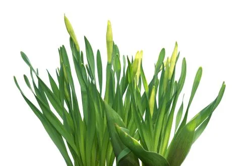 Green grass isolated on  white background Stock Photos