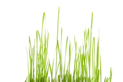 Green grass isolated on white background Stock Photos