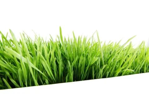 Green grass isolated on white Foto stock