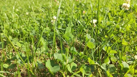 Green grass as it dances in the wind Stock Footage 147243944