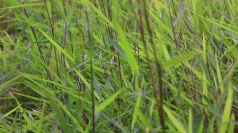 Green Grass in the jungle - Grass Background Stock Footage 231685564