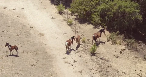 GREEN GRASS JUNGLE TYPE OF FIELD WITH HORSES STANDING AERIAL VIEW 4K Stock Footage 101244206
