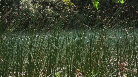 Green grass Krka river Stock Footage 46060077