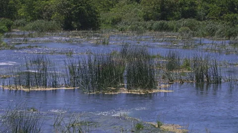Green grass Krka river Video stock 46060732