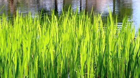 Green grass on the lake. Stock Footage 4952423