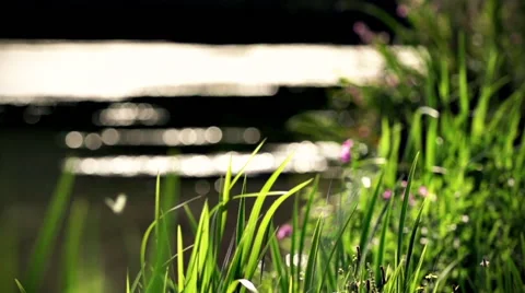 Green grass at a lake Video stock 41816881