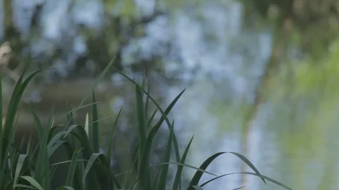 Green grass by the lake 스톡 동영상 103376087