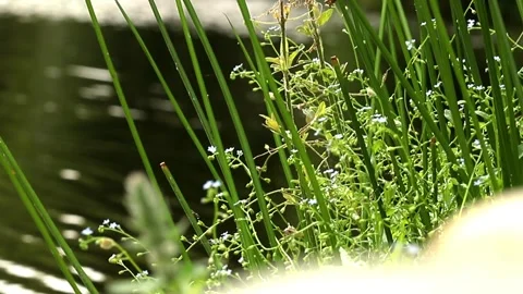 Green grass by the lake Video stock 280198569